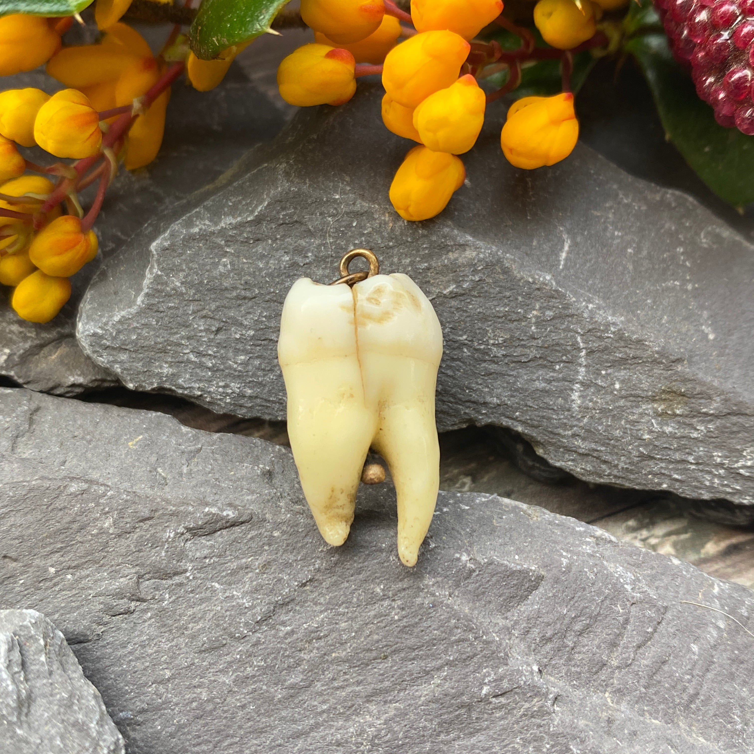 Antique Human Tooth Pendant.